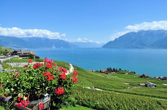 Corniche Lavaux Vineyards